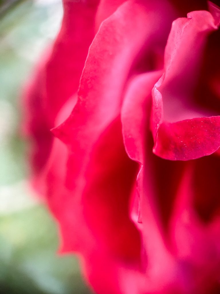 A close-up of red rose petals.